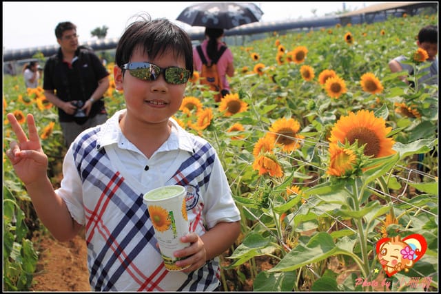 《遊記—桃園觀音》向陽農場（向日葵主題農場）
