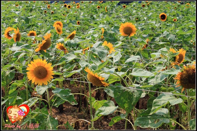 《遊記—桃園觀音》向陽農場（向日葵主題農場）