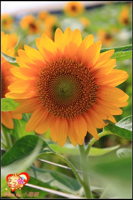 《遊記—桃園觀音》向陽農場（向日葵主題農場）