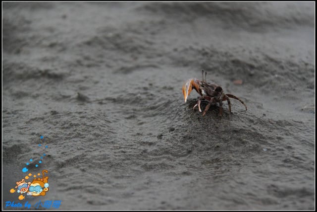 《遊記—台中》一望無際的高美濕地 - 第16張圖 《遊記—台中》一望無際的高美濕地