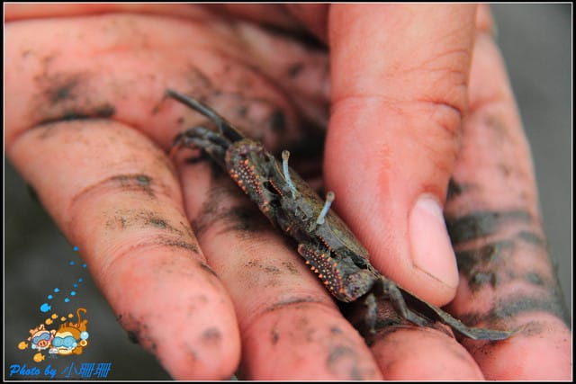 《遊記—台中》一望無際的高美濕地 - 第17張圖 《遊記—台中》一望無際的高美濕地