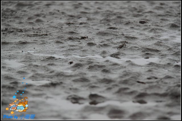 《遊記—台中》一望無際的高美濕地 - 第15張圖 《遊記—台中》一望無際的高美濕地