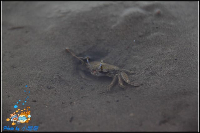 《遊記—台中》一望無際的高美濕地 - 第7張圖 《遊記—台中》一望無際的高美濕地