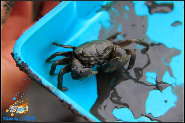 《遊記—台中》一望無際的高美濕地 - 第11張圖 《遊記—台中》一望無際的高美濕地