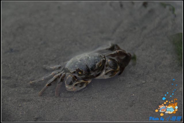 《遊記—台中》一望無際的高美濕地 - 第18張圖 《遊記—台中》一望無際的高美濕地