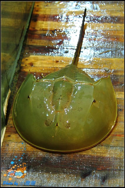 《食記—台中》梧棲漁港＆珍珠港餐廳