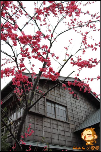 《遊記—新北林口》賽德克‧巴萊電影重現～林口霧社街