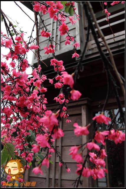 《遊記—新北林口》賽德克‧巴萊電影重現～林口霧社街