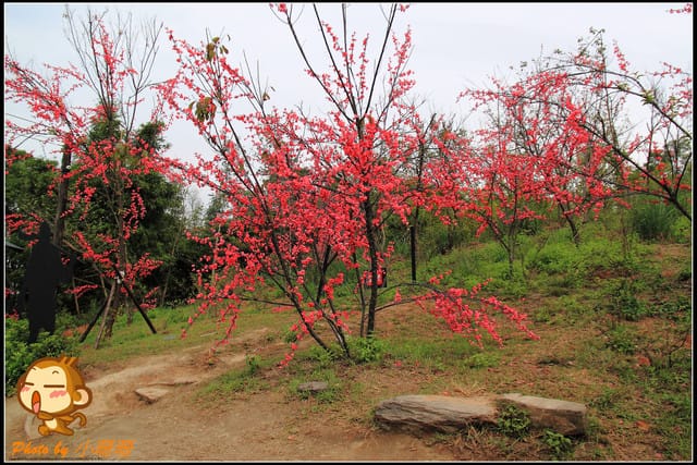 《遊記—新北林口》賽德克‧巴萊電影重現～林口霧社街
