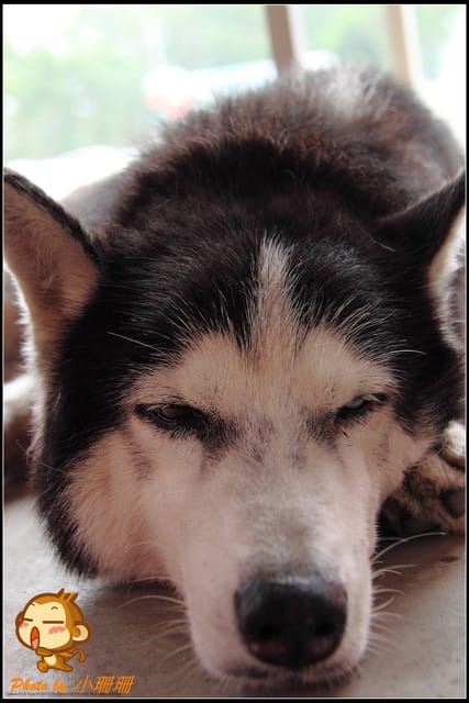 《遊記—新北林口》賽德克‧巴萊電影重現～林口霧社街