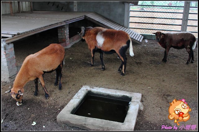 《廣宣—中壢》度過一個暖呼呼的冬天～台灣番鴨牧場