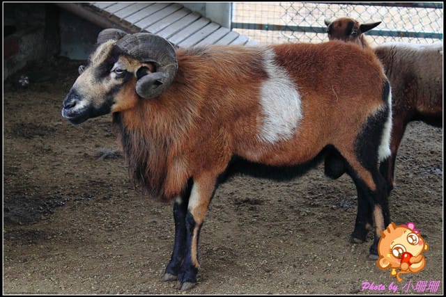 《廣宣—中壢》度過一個暖呼呼的冬天～台灣番鴨牧場