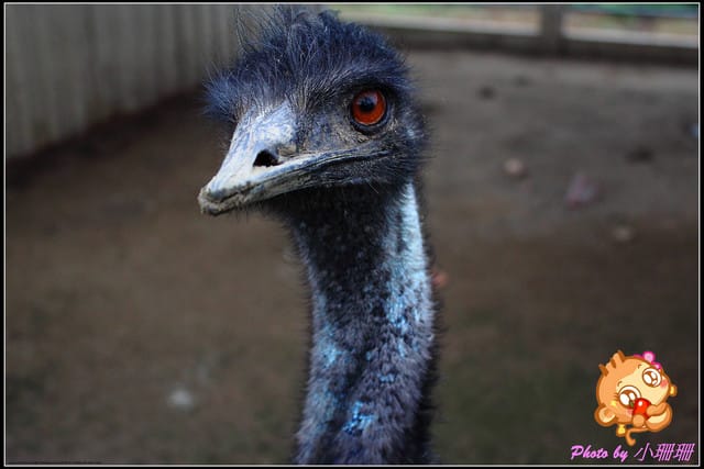 《廣宣—中壢》度過一個暖呼呼的冬天～台灣番鴨牧場