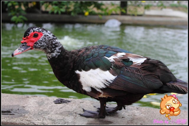 《廣宣—中壢》度過一個暖呼呼的冬天～台灣番鴨牧場