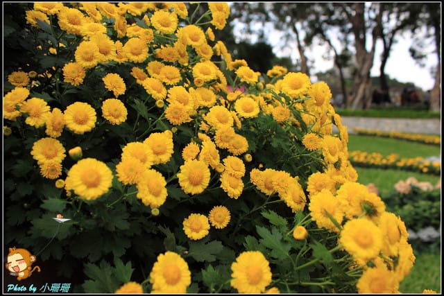 《遊記—台北》2011士林官邸菊展～菊與詩的對話