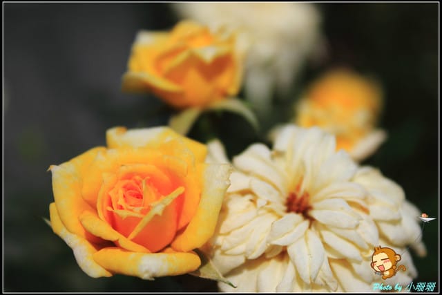 《遊記—台北》2011士林官邸菊展～菊與詩的對話