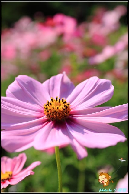 《遊記—台北》2011士林官邸菊展～菊與詩的對話