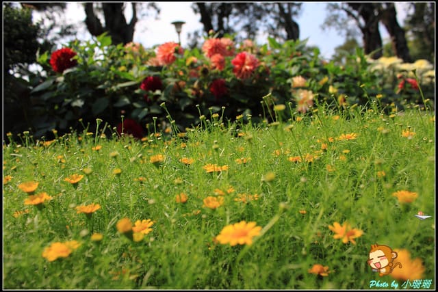 《遊記—台北》2011士林官邸菊展～菊與詩的對話