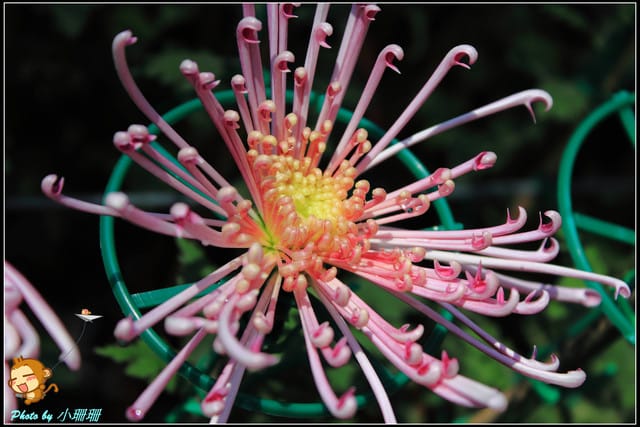 《遊記—台北》2011士林官邸菊展～菊與詩的對話