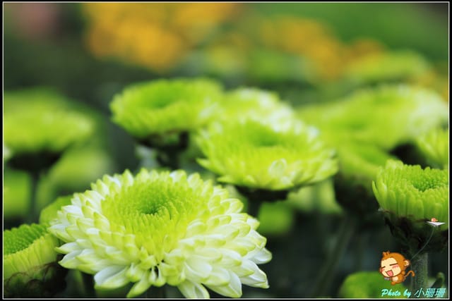 《遊記—台北》2011士林官邸菊展～菊與詩的對話