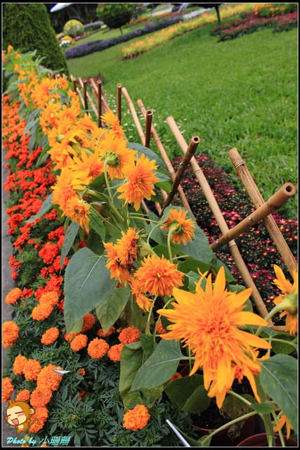 《遊記—台北》2011士林官邸菊展～菊與詩的對話