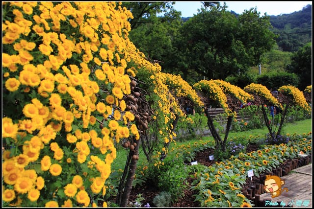 《遊記—台北》2011士林官邸菊展～菊與詩的對話