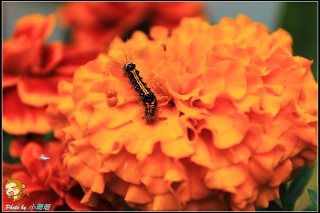 《遊記—台北》2011士林官邸菊展～菊與詩的對話