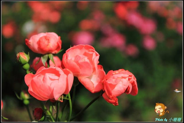 《遊記—台北》2011士林官邸菊展～菊與詩的對話