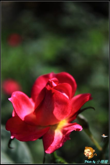 《遊記—台北》2011士林官邸菊展～菊與詩的對話