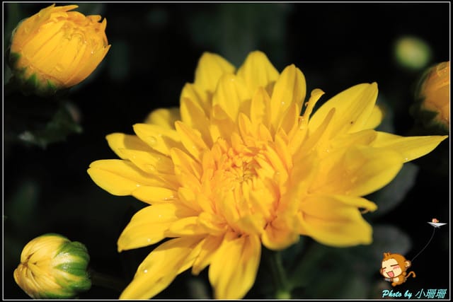 《遊記—台北》2011士林官邸菊展～菊與詩的對話