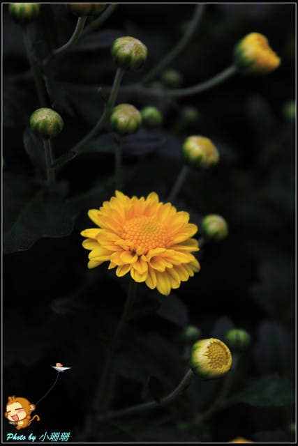 《遊記—台北》2011士林官邸菊展～菊與詩的對話