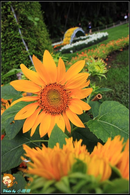 《遊記—台北》2011士林官邸菊展～菊與詩的對話