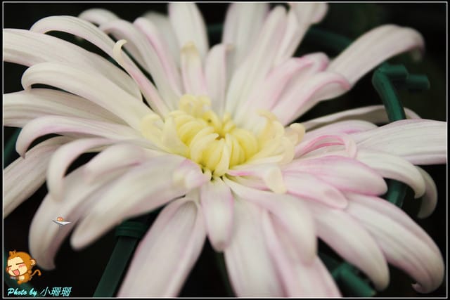 《遊記—台北》2011士林官邸菊展～菊與詩的對話