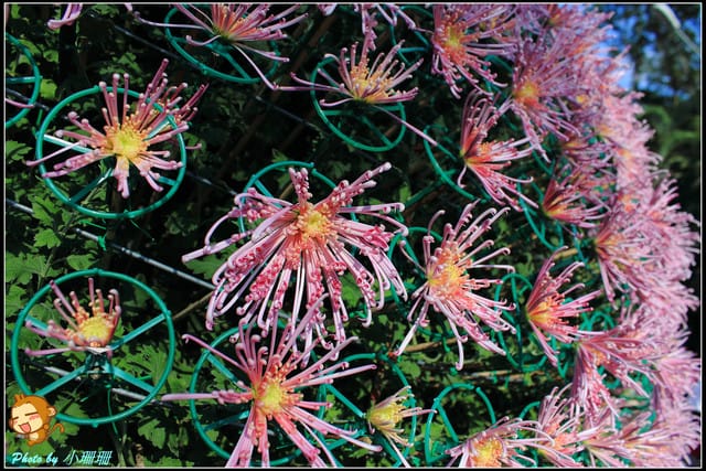 《遊記—台北》2011士林官邸菊展～菊與詩的對話