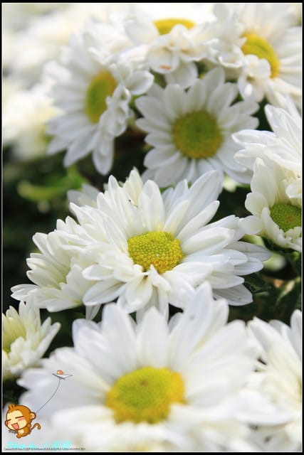 《遊記—台北》2011士林官邸菊展～菊與詩的對話