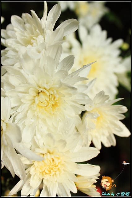 《遊記—台北》2011士林官邸菊展～菊與詩的對話