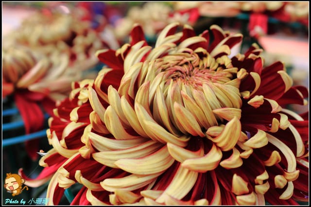 《遊記—台北》2011士林官邸菊展～菊與詩的對話