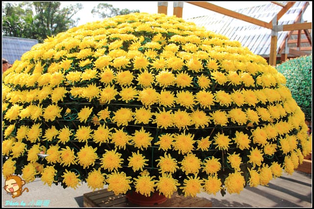 《遊記—台北》2011士林官邸菊展～菊與詩的對話