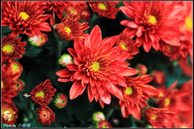 《遊記—台北》2011士林官邸菊展～菊與詩的對話