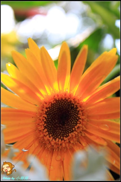 《遊記—台北》2011士林官邸菊展～菊與詩的對話