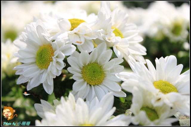 《遊記—台北》2011士林官邸菊展～菊與詩的對話