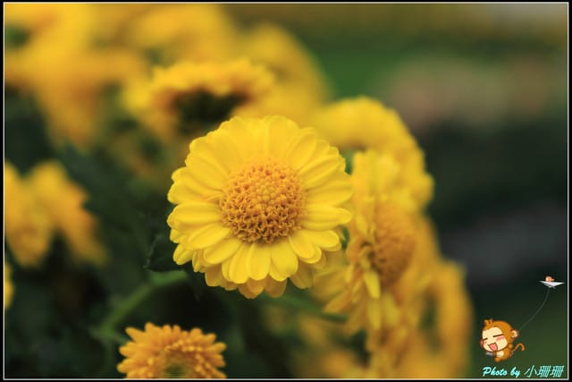 《遊記—台北》2011士林官邸菊展～菊與詩的對話