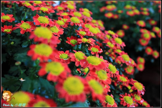 《遊記—台北》2011士林官邸菊展～菊與詩的對話