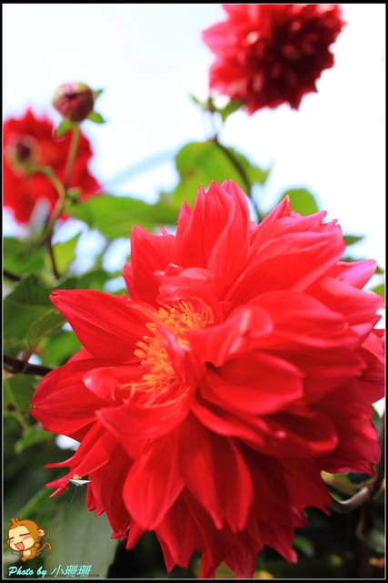 《遊記—台北》2011士林官邸菊展～菊與詩的對話