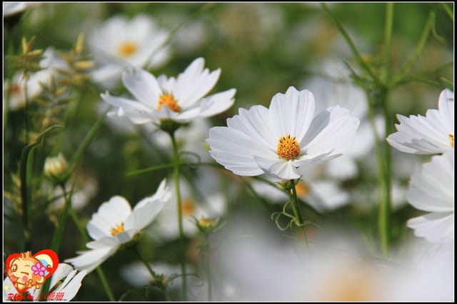 《遊記—台中》2011新社花海v.s台中國際花毯節