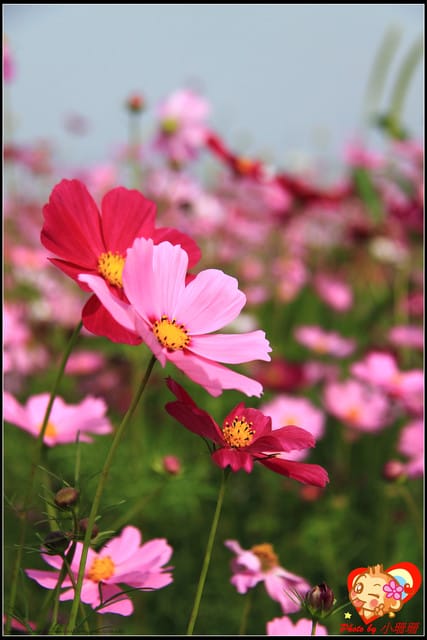 《遊記—台中》2011新社花海v.s台中國際花毯節