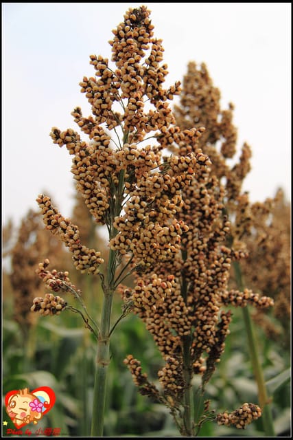 《遊記—台中》2011新社花海v.s台中國際花毯節