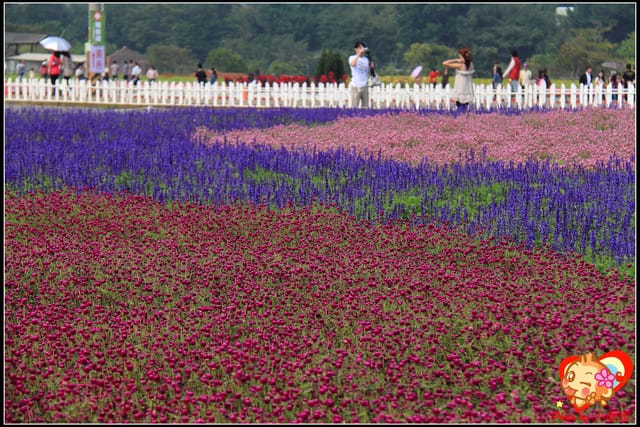 《遊記—台中》2011新社花海v.s台中國際花毯節