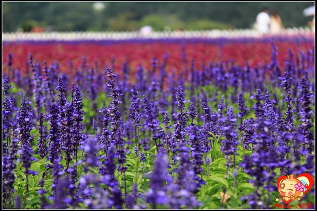 《遊記—台中》2011新社花海v.s台中國際花毯節