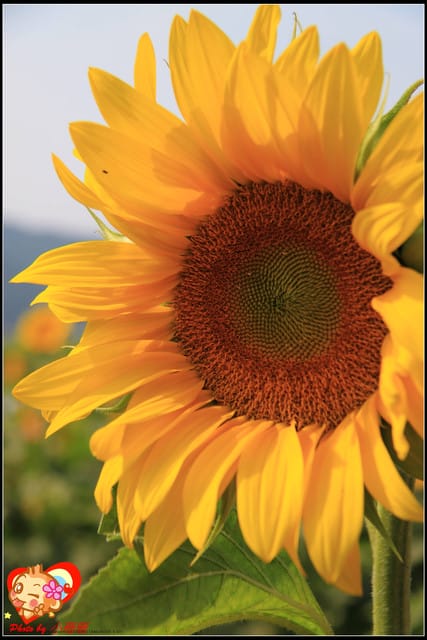 《遊記—台中》2011新社花海v.s台中國際花毯節